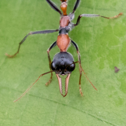 Bull Ant (Myrmecia nigrocincta) (Myrmecia nigrocincta)